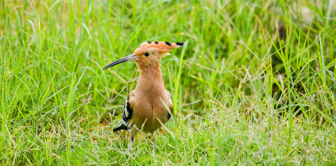 hoopoe on the grass © Amir