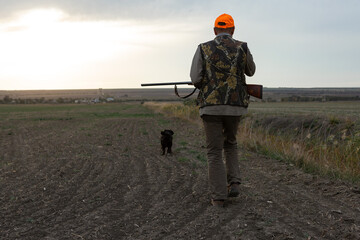 Mature man hunter with gun while walking on field with your dogs