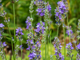 Fototapeta premium Vibrant purple lavender blooms standing tall in a lush green garden
