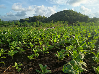 A sprawling field of young tobacco plants with vibrant green leaves stretches across the foreground, backed by lush hills under a partly cloudy sky.