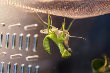 Tree mantis (Hierodula tenuidentata) nymph after the fifth molt (process of shedding exuvia and...