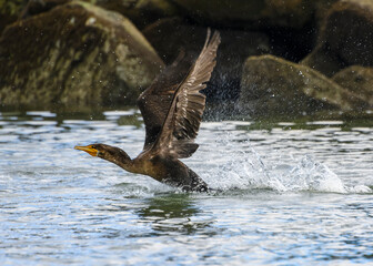 Cormorant takes flight from the water in serene coastal setting with rocky backdrop