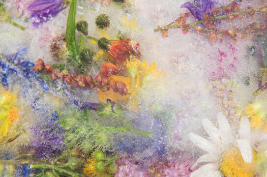 abstract colorful floral background with wild summer flowers from the field in watercolor style