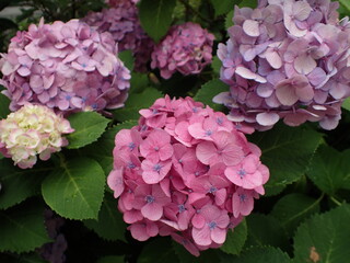赤紫色のアジサイの花
