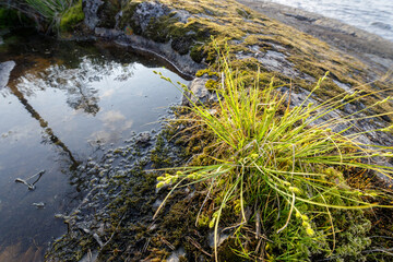 Close-up of grass and moss growing on a rocky lakeside with a small reflective puddle and soft natural lighting.