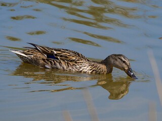 Female mallard duck on the lake. ( anas platyrhynchos) swimming in beautiful pond at autumn. close up.