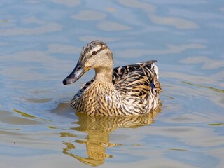 Female mallard duck on the lake. ( anas platyrhynchos) swimming in beautiful pond at autumn. close up.
