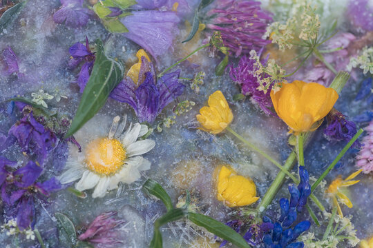 still life background with wild spring flowers from the field containing daisy, buttercup, iris and clover