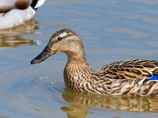Female mallard duck on the lake. ( anas platyrhynchos) swimming in beautiful pond at autumn. close up.