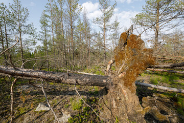 A large pine tree lies uprooted in a forest after a storm, exposing tangled roots and mossy earth...