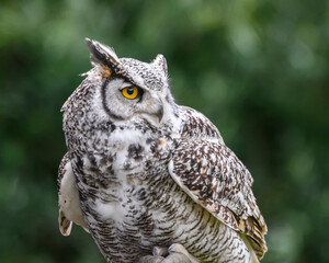 Majestic owl perched on a branch in natural habitat during daylight hours, showcasing its striking features and alert expression