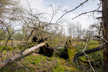 Multiple uprooted pine trees lie across a forest clearing after a storm, with tangled roots, bare...