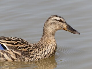Female mallard duck on the lake. ( anas platyrhynchos) swimming in beautiful pond at autumn. close up.