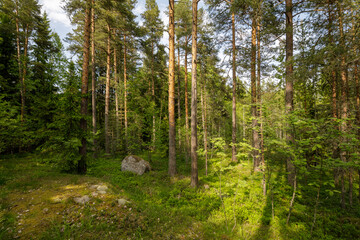 Bright summer forest with tall pine trees, soft mossy ground, and sunlight casting shadows across...