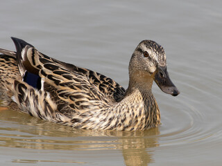 Female mallard duck on the lake. ( anas platyrhynchos) swimming in beautiful pond at autumn. close up.