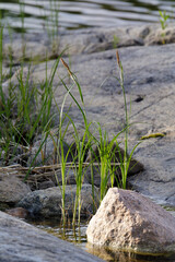 Close-up of green grass blades sprouting between smooth stones along a rocky shoreline with gentle water ripples in background.