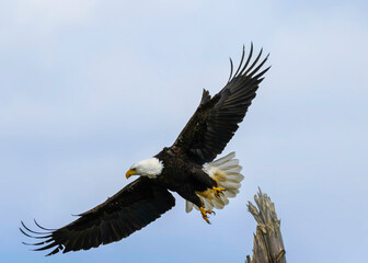 Majestic bald eagle soaring gracefully in the clear sky during daylight near a tall tree