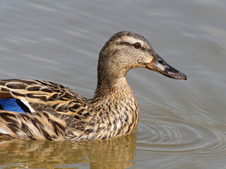 Female mallard duck on the lake. ( anas platyrhynchos) swimming in beautiful pond at autumn. close up.