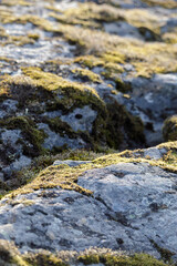 Detailed view of sunlit granite rock with moss and small plants growing in crevices, capturing rugged natural textures and patterns.
