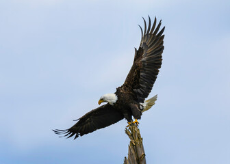 Majestic bald eagle soaring above a tree during a clear blue sky