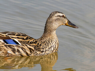 Female mallard duck on the lake. ( anas platyrhynchos) swimming in beautiful pond at autumn. close up.
