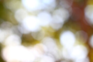 Abstract view of sunlight through foliage, creating a bokeh effect