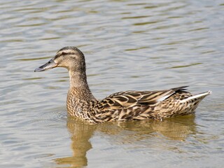 Female mallard duck on the lake. ( anas platyrhynchos) swimming in beautiful pond at autumn. close up.