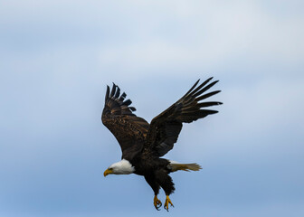 Majestic eagle soars gracefully over the blue sky during a calm afternoon