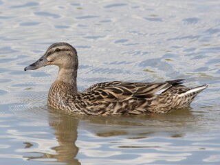 Female mallard duck on the lake. ( anas platyrhynchos) swimming in beautiful pond at autumn. close up.