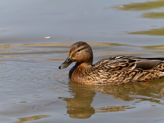 Female mallard duck on the lake. ( anas platyrhynchos) swimming in beautiful pond at autumn. close up.