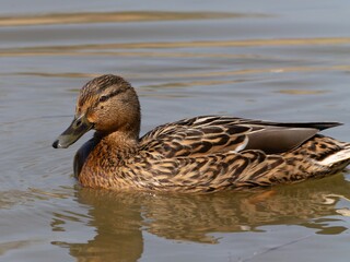 Female mallard duck on the lake. ( anas platyrhynchos) swimming in beautiful pond at autumn. close up.
