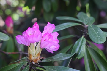 pink rhododendron smirnovii blooms, delicate flower, bud, 2