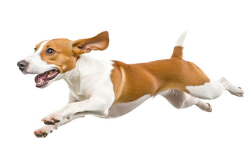 Dog joyfully running and playing in mid-air with ears flapping, isolated against a white background during a playful moment