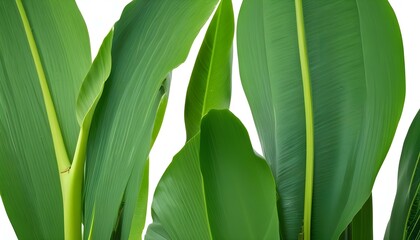 Striking close-up of vibrant green leaves, showcasing their natural texture and details against a bright white background.
