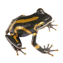 Poison dart frog (Dendrobates tinctorius) isolated on white background