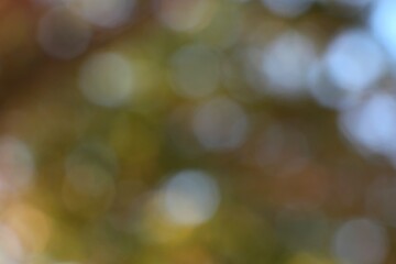 Obraz premium Abstract Autumnal Hues Soft Light Circles Background Photography