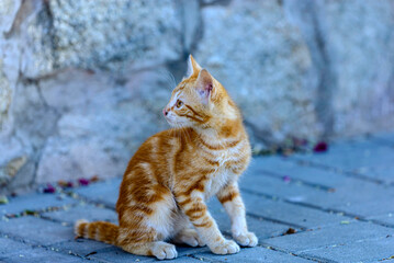 portrait of a cat