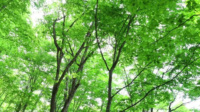 初夏の白神山地ブナ林（ジンバル）