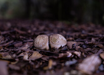 mushrooms in the forest