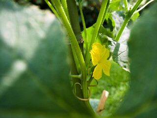 Delicate yellow cucumber flower blooming amid lush greenery, symbolizing summer growth and natural...