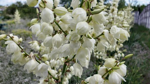 Yuccas are blooming. Green Yucca gloriosa plants with white flowers in the garden in summer. Green Yucca gloriosa plants with white flowers in the garden in summer