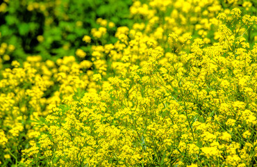 Wintercress on a green natural background
