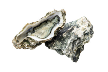 Fresh oysters displayed on a white background highlighting their unique textures and colors for culinary inspiration and seafood lovers