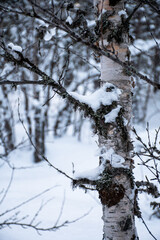 close up of snow hanging on fork with pine trees in background