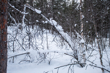 close up of snow hanging on fork with pine trees in background