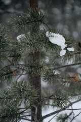 close up of snow hanging on fork with pine trees in background