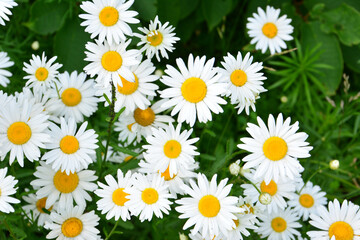 A field of blooming daisies with white petals and yellow centers close up