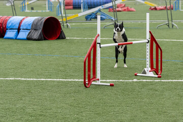 Border collie performing agility jumps at a training event on a sports field in early spring