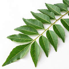 Obraz premium Curry Leaf, clean white background, PNG format. 