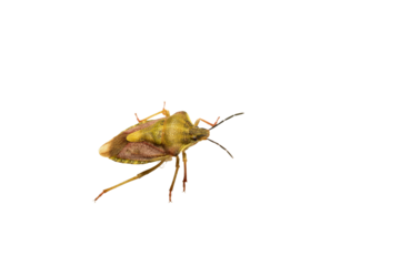 Black-whiskered shield bug is a species of bug from the shield bug family on a PNG background.